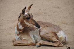 Los Angeles Zoo