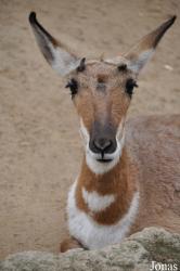 Los Angeles Zoo