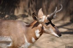 Los Angeles Zoo