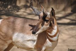 Los Angeles Zoo