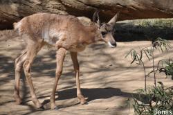 Los Angeles Zoo