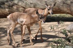 Los Angeles Zoo