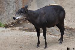 Los Angeles Zoo
