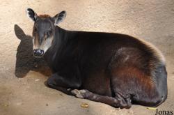 Los Angeles Zoo