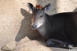 Los Angeles Zoo