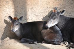 Los Angeles Zoo