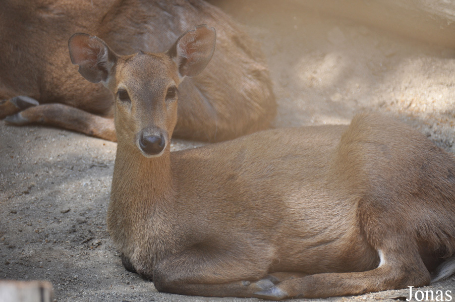Los Angeles Zoo