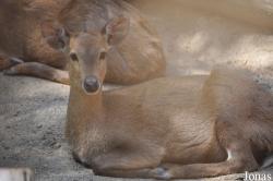 Los Angeles Zoo