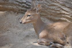 Los Angeles Zoo