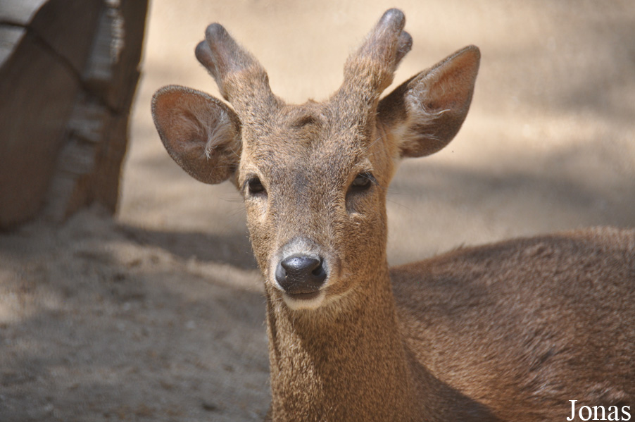 Los Angeles Zoo