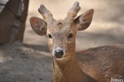 Los Angeles Zoo