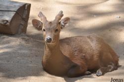 Los Angeles Zoo