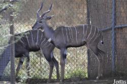 Los Angeles Zoo