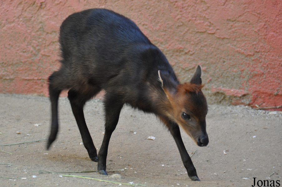 Los Angeles Zoo