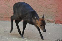 Los Angeles Zoo
