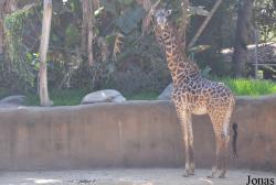 Los Angeles Zoo