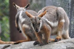 Los Angeles Zoo