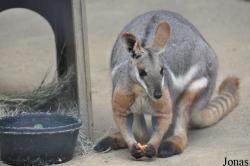 Los Angeles Zoo
