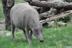 Los Angeles Zoo