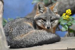 Los Angeles Zoo