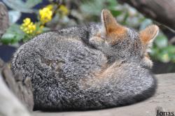 Los Angeles Zoo