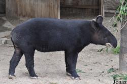 Los Angeles Zoo