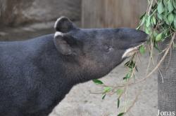 Tapirus pinchaque