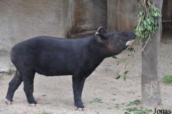 Los Angeles Zoo