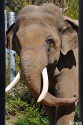 Los Angeles Zoo