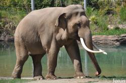 Los Angeles Zoo