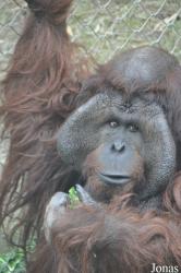 Los Angeles Zoo