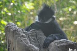 Los Angeles Zoo