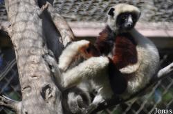 Los Angeles Zoo