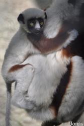 Los Angeles Zoo