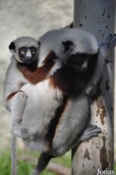 Los Angeles Zoo