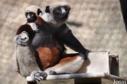 Los Angeles Zoo