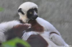 Los Angeles Zoo