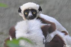 Los Angeles Zoo