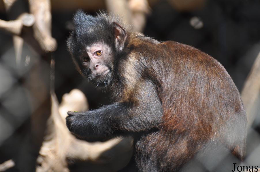 Los Angeles Zoo