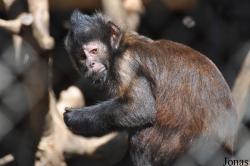 Sapajus robustus