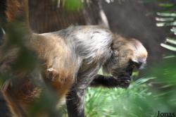 Los Angeles Zoo