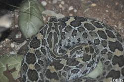 Los Angeles Zoo