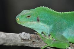 Brachylophus bulabula