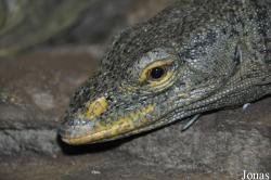 Los Angeles Zoo