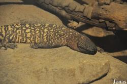 Los Angeles Zoo