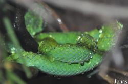 Bothriechis aurifer