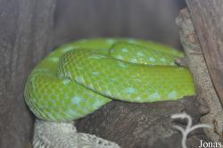 Los Angeles Zoo