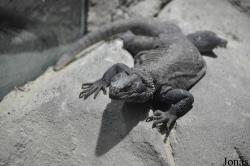 Sauromalus klauberi
