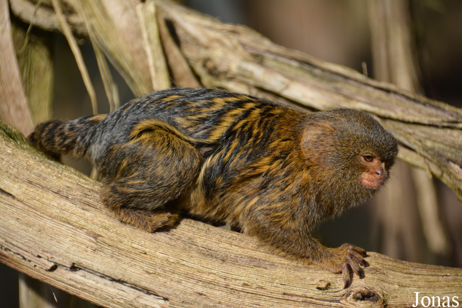 Zoo Saarbrücken