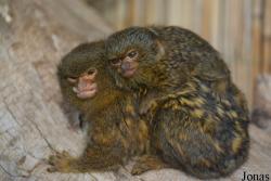 Zoo Saarbrücken